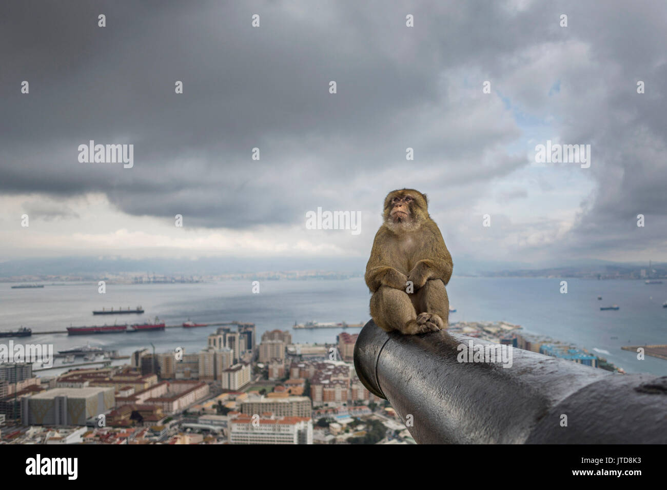 Urban Monkey: Military Monkey – Urban Monkey®