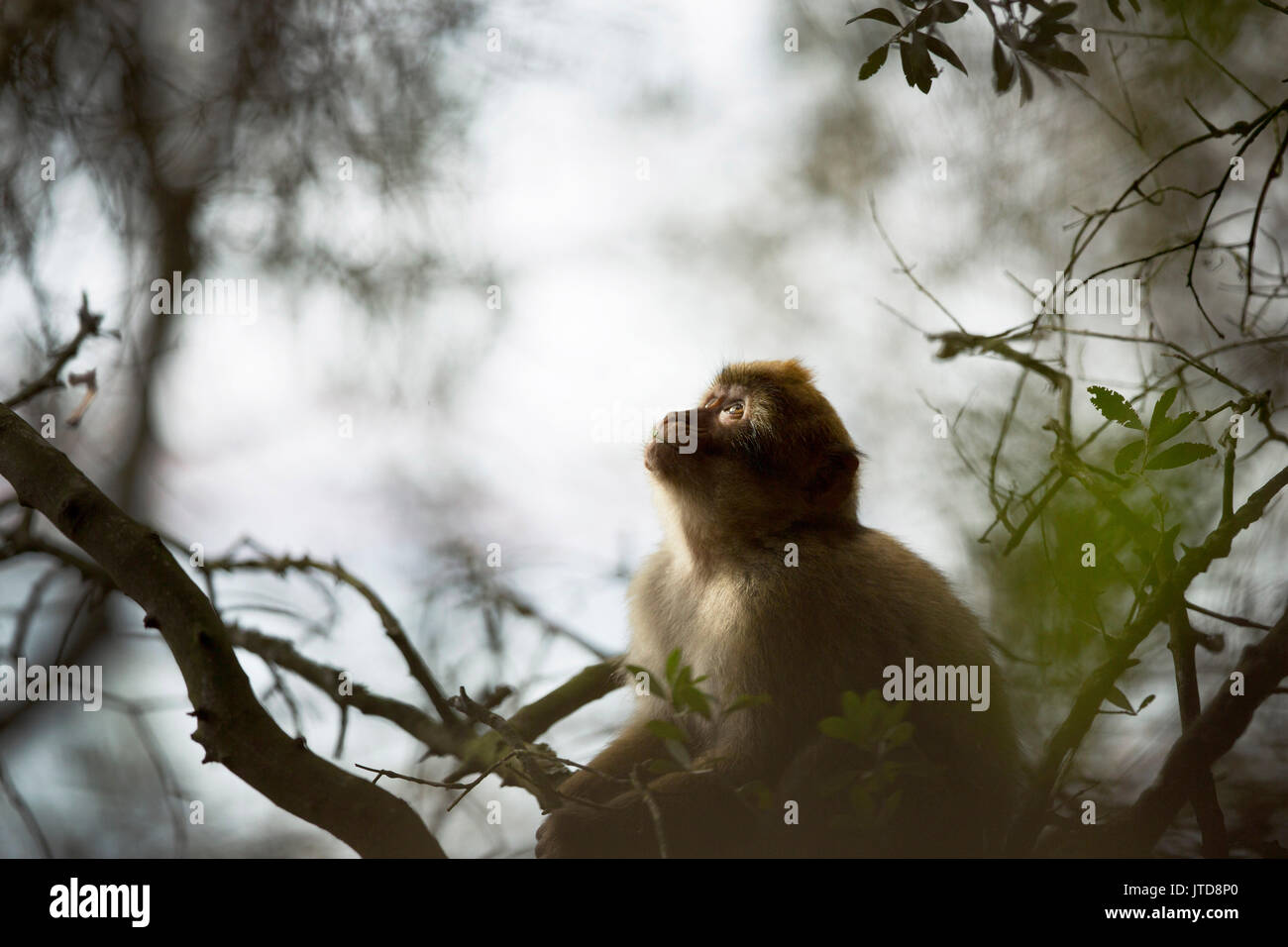 A Barbary macaque sits in an olive tree feeding on leaves and fruit on a drab day in Gibraltar. Stock Photo