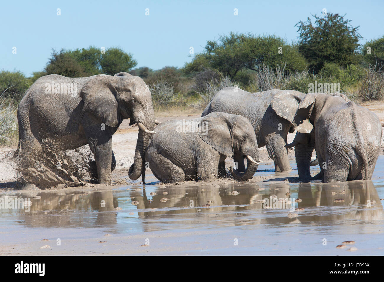 Herd of elephant (Loxodonta africana) bulls having a mudbath in a muddy waterhole Stock Photo