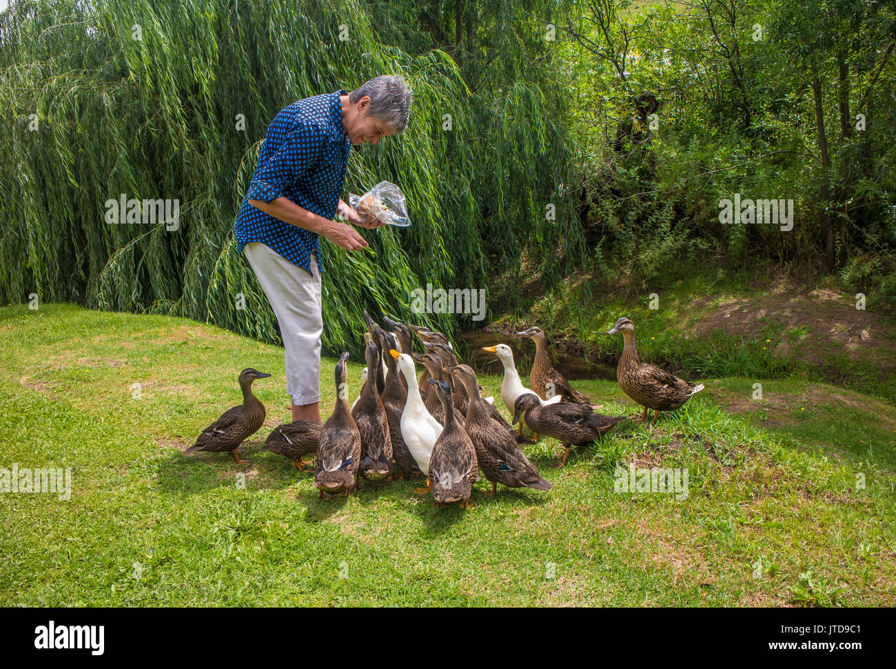 A woman feeds a brace of greedy ducks on the lawn next to a placid stream in Clarens Stock Photo