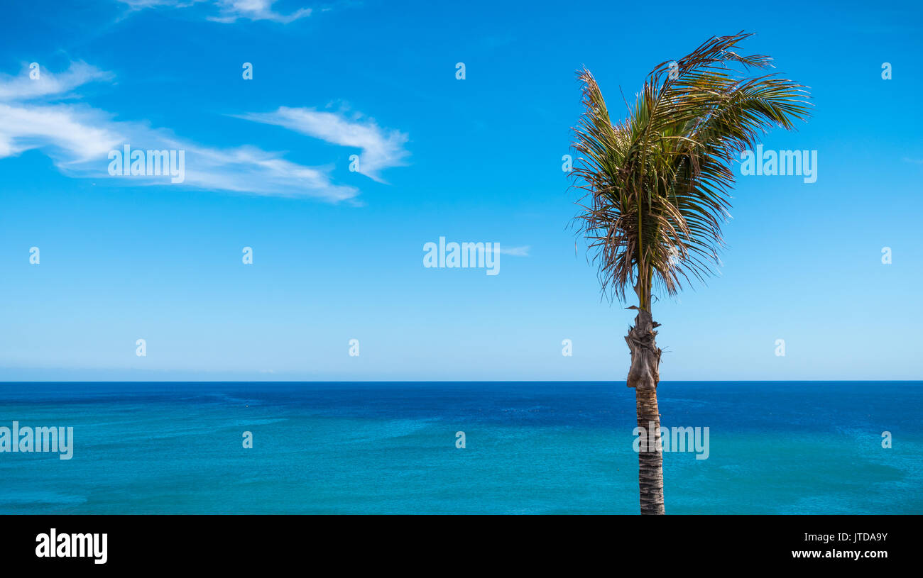 Tropical Palm Tree Blue Sky Background Stock Photo - Alamy