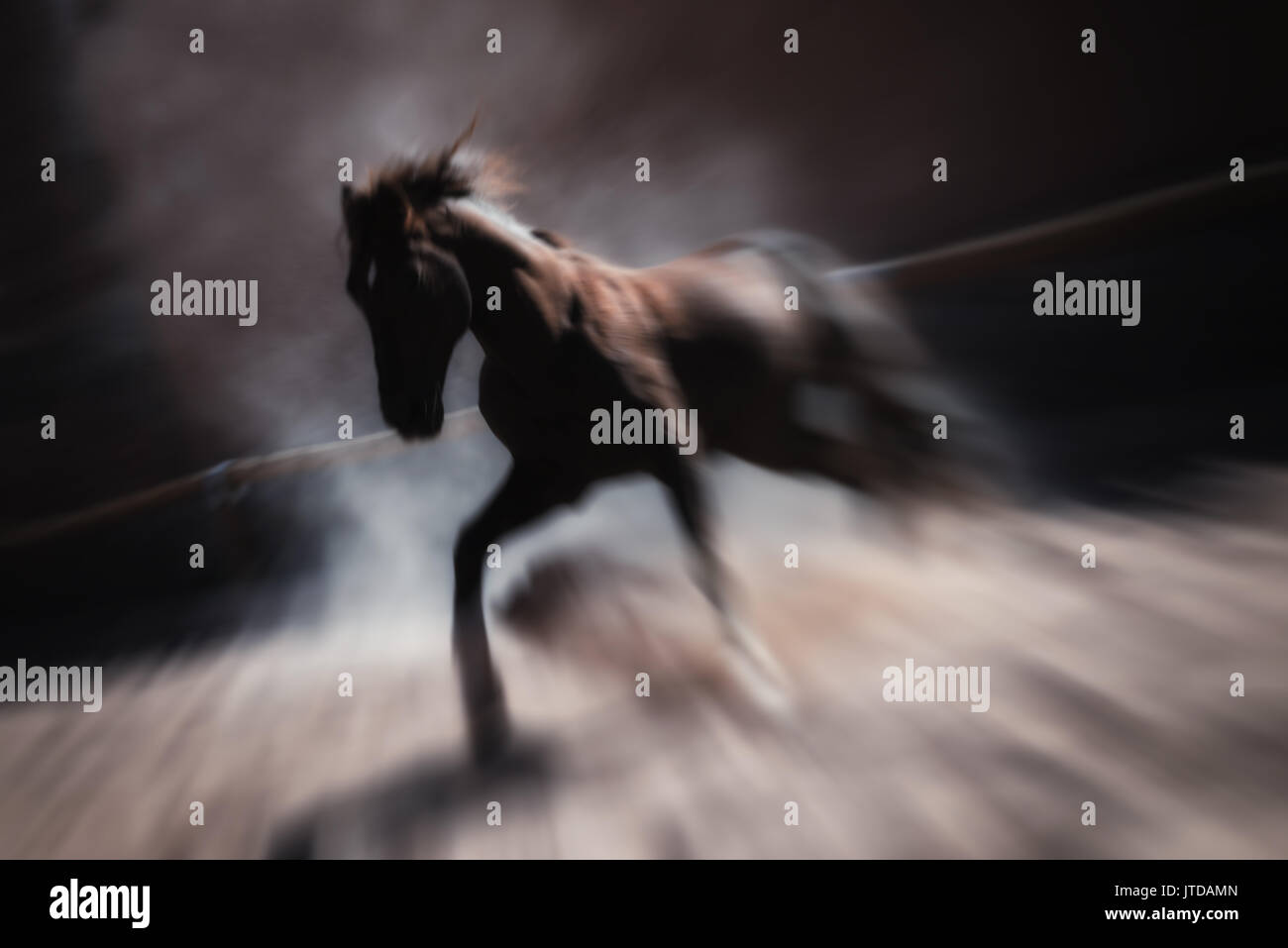 Wild brown stallion horse running and rearing inside a paddock. Artistic low key, blurred, long exposure image. Stock Photo