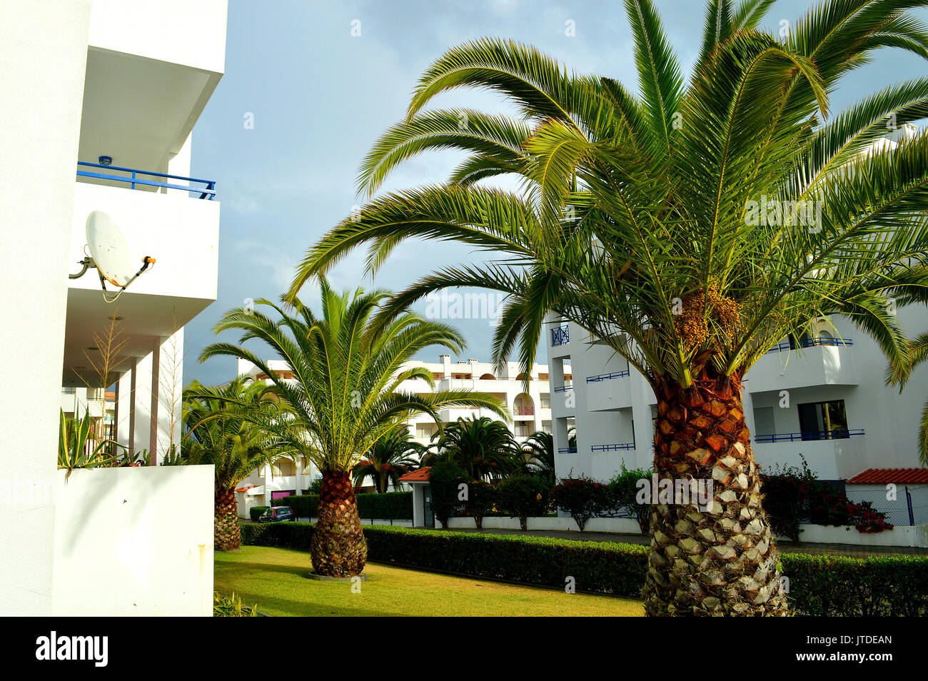 Sago Palm Latin name Cycas revoluta in Portugal Stock Photo