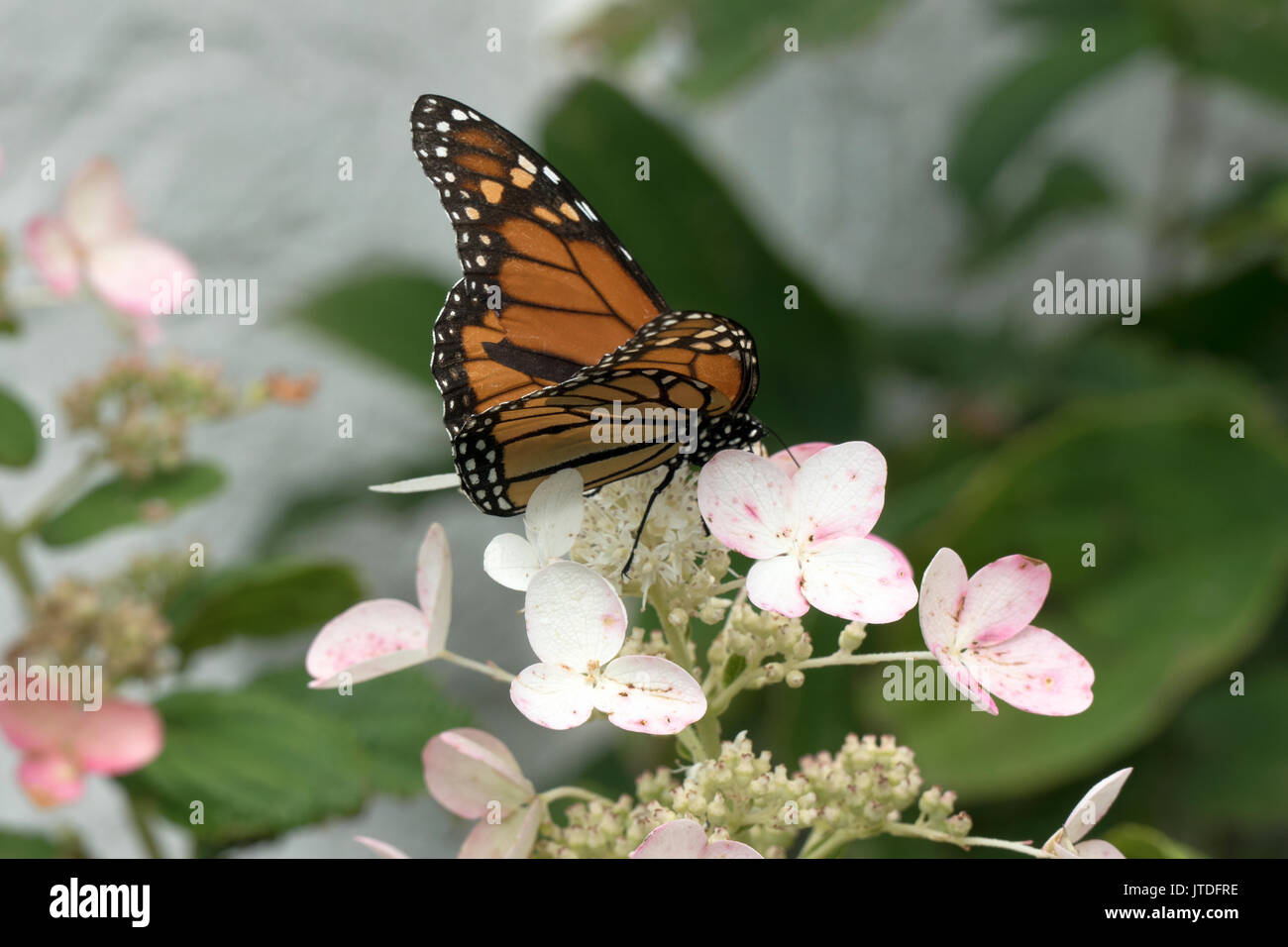 Beautiful Monarch Butterfly Perched On Lacecap Hydrangea 403 Stock Photo