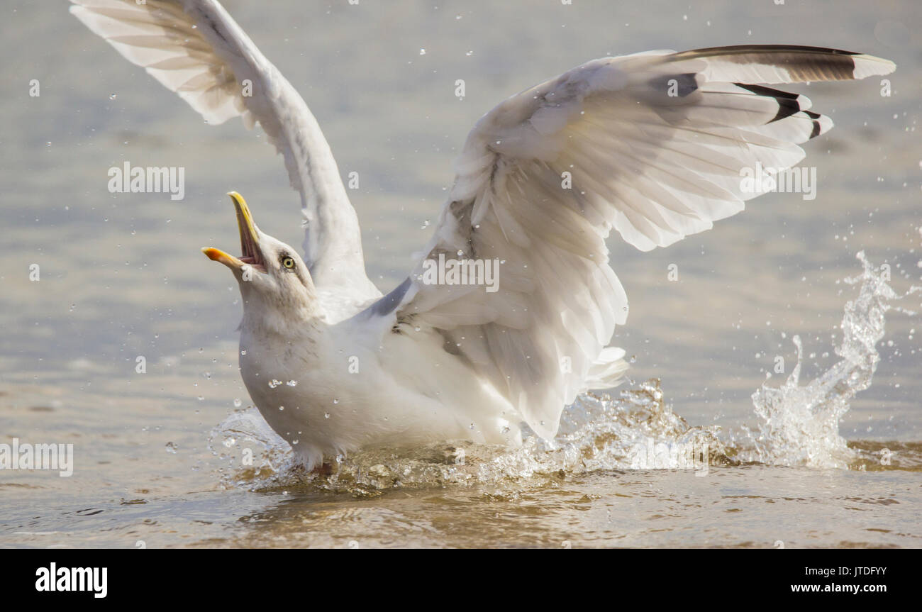 A herring gull making a splash landing Stock Photo Alamy