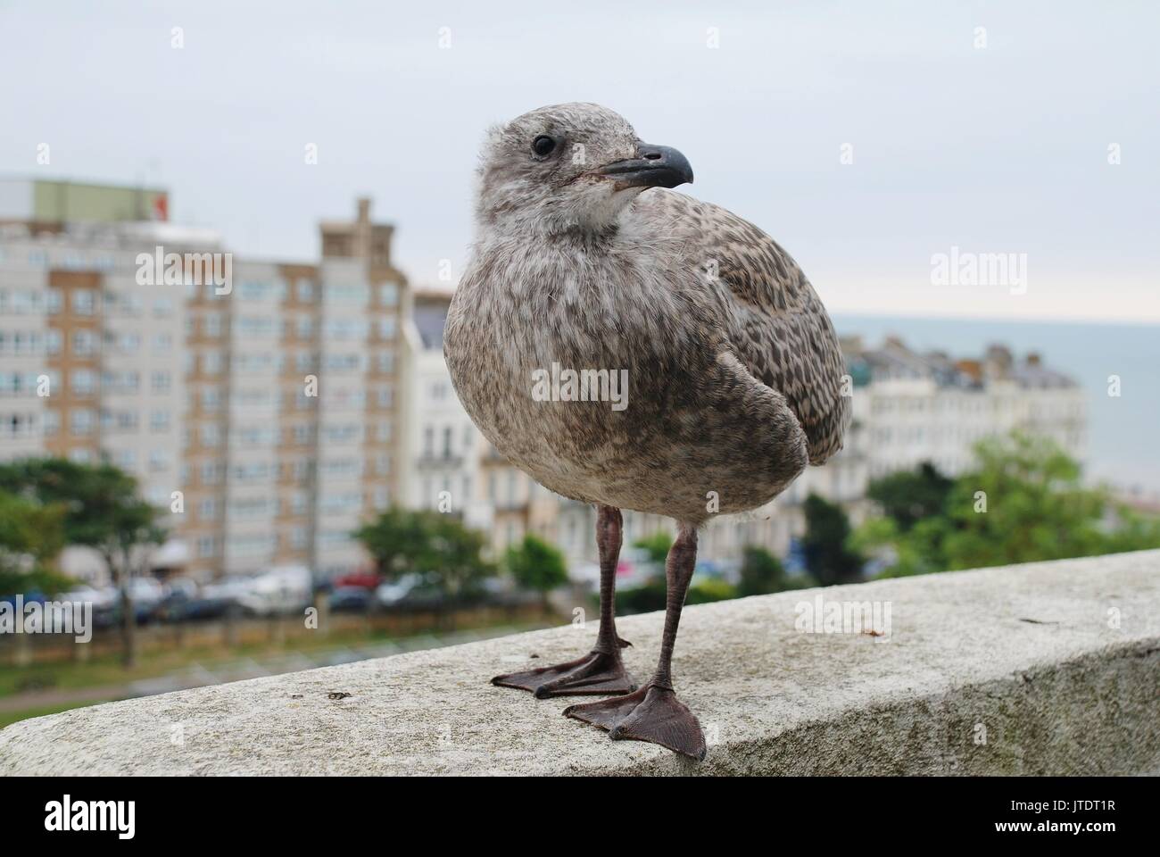 A European Herring Gull (Larus Argentatus) chick stands on a ledge above Warrior Square Gardens in St. Leonards-on-Sea, England. Stock Photo
