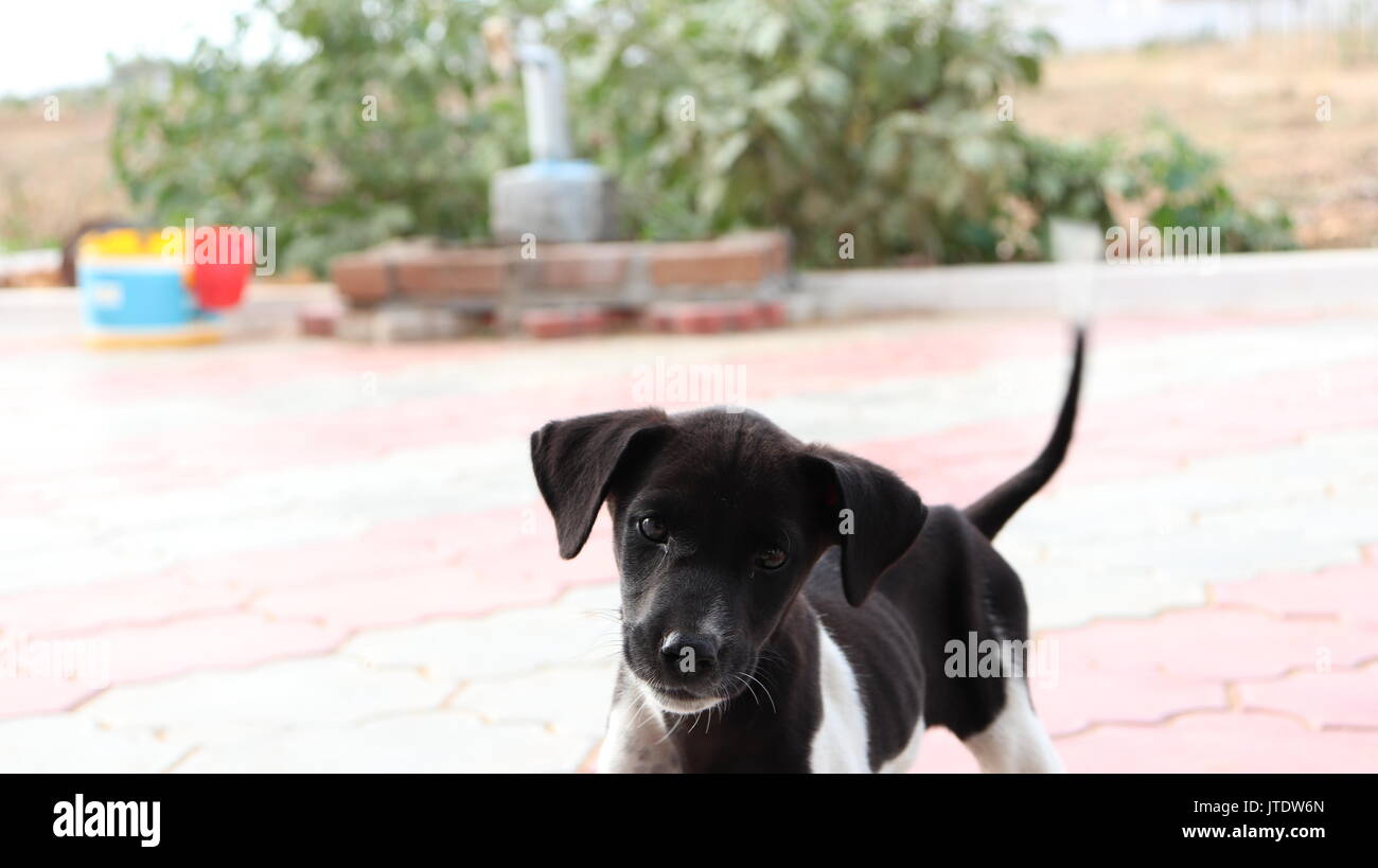 cute black puppy Stock Photo - Alamy