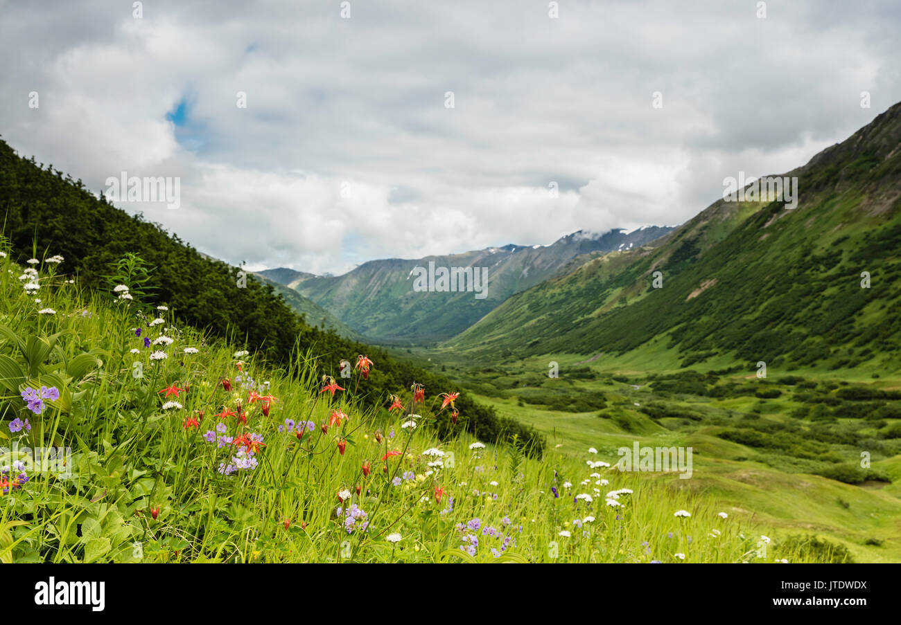 Field of wildflowers overlooking Palmer Creek Valley in Southcentral Alaska. Stock Photo