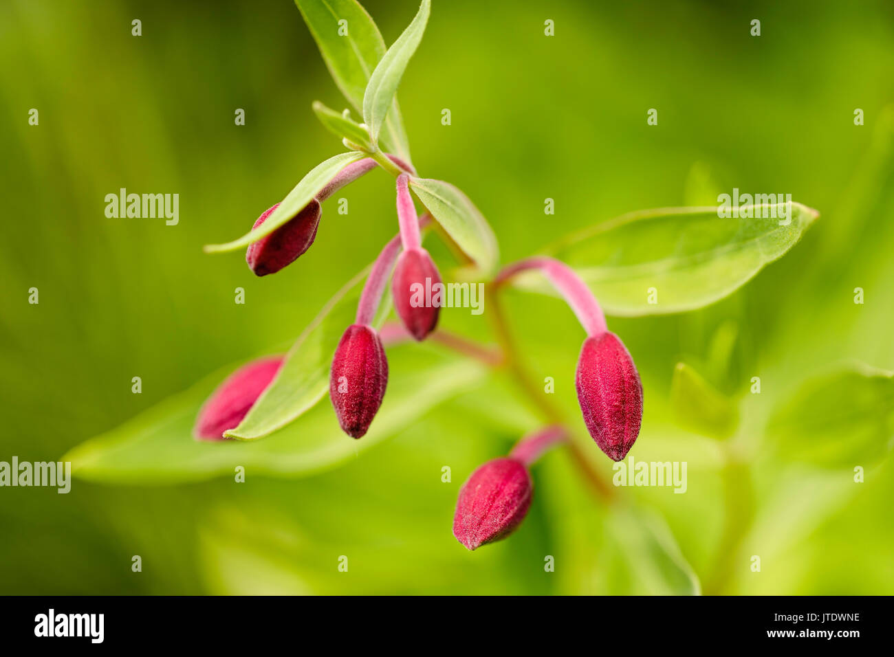 Macro of flower buds of Dwarf Fireweed (Epilobium latifolium) in Chugach National Forest in Southcentral Alaska. Stock Photo