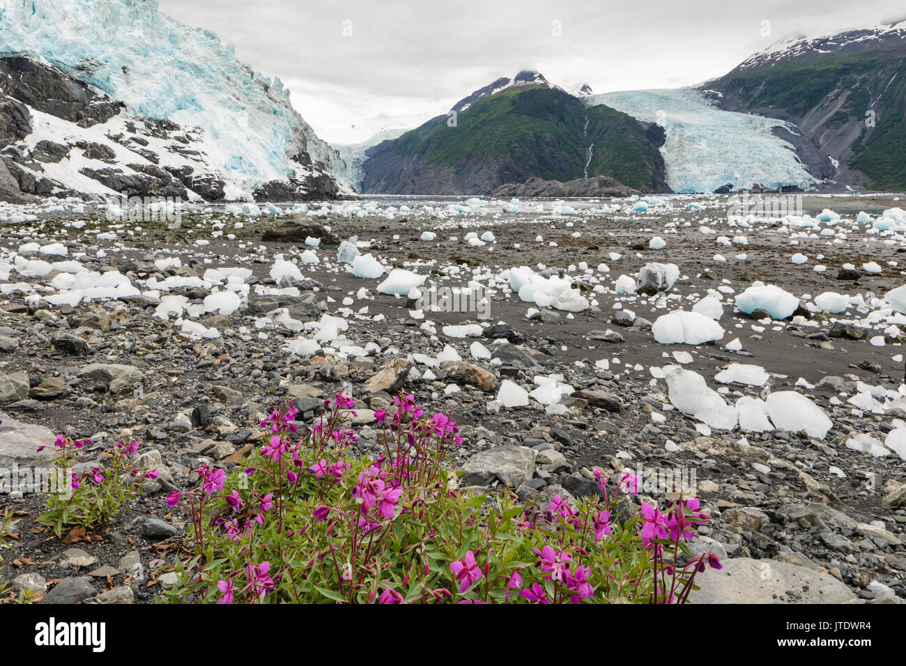 Dwarf Fireweed (Epilobium latifolium) contrasts with icebergs from Cascade, Barry, and Coxe Glaciers in Prince William Sound in Southcentral Alaska. Stock Photo