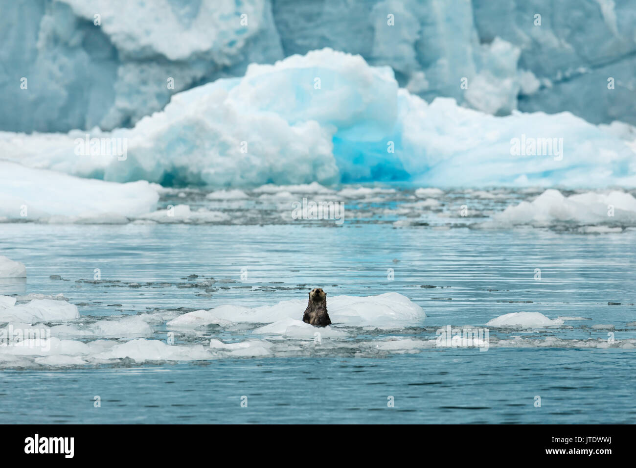 Curious Sea Otter (Enhydra lutris) among the icebergs of Surprise Glacier in Harriman Fjord in Prince William Sound in Southcentral Alaska. Stock Photo