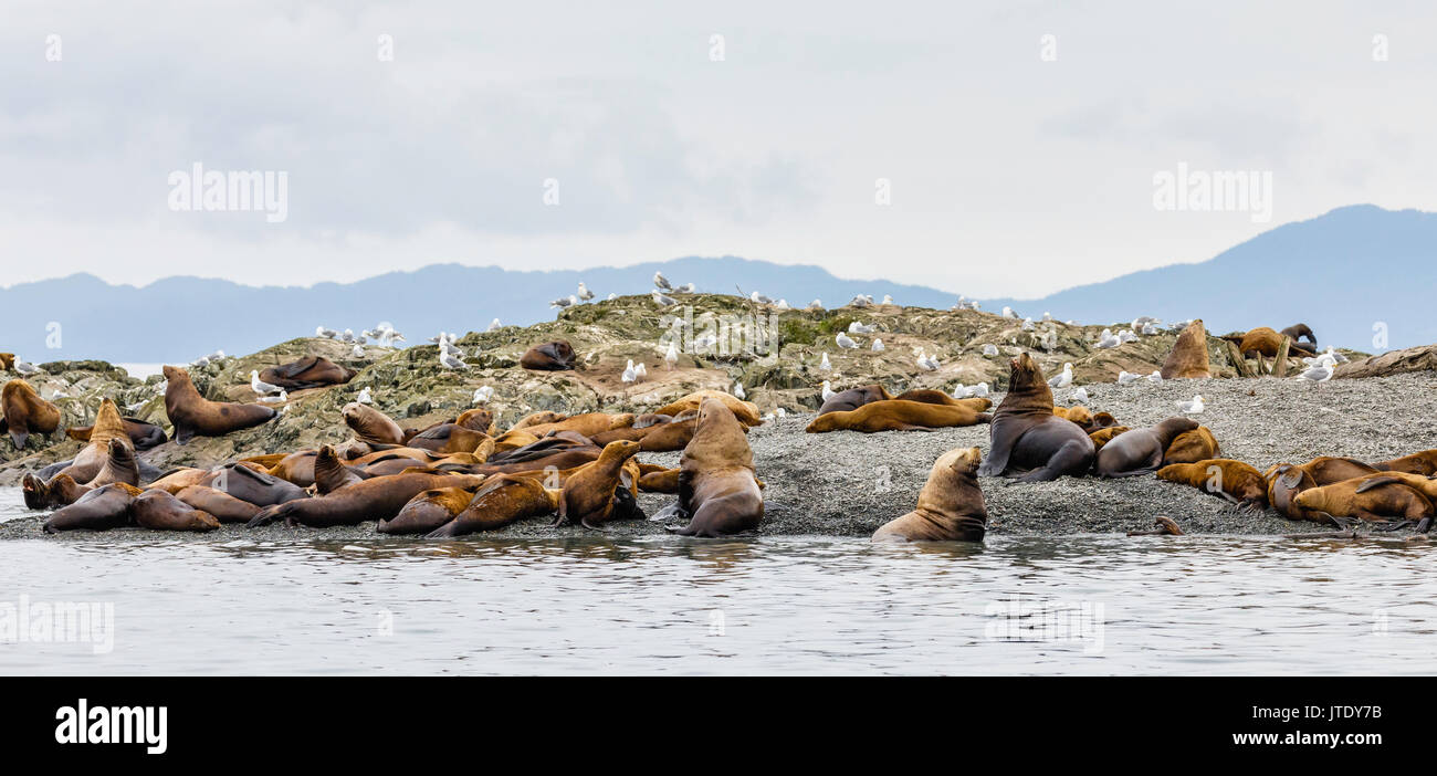 Steller Sea Lions (Eumetopias jubatus) hauled out on an island in the Dutch Group in Prince William Sound in Southcentral Alaska. Stock Photo