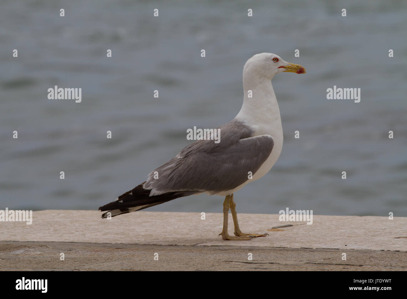 Large gull by water venice hi-res stock photography and images - Alamy