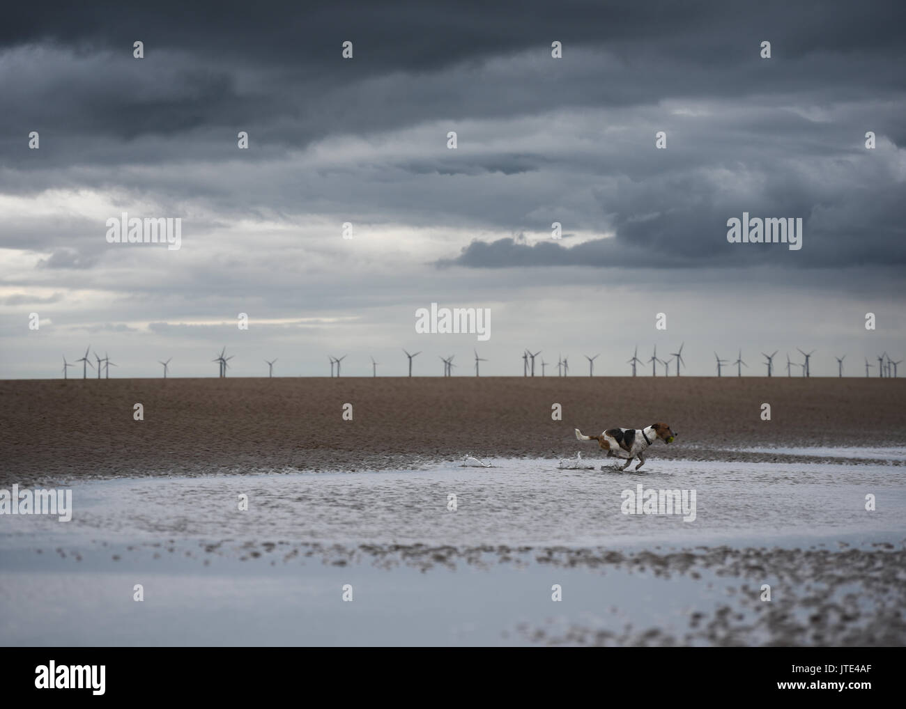 Dog running along beach with wind turbines in background Stock Photo