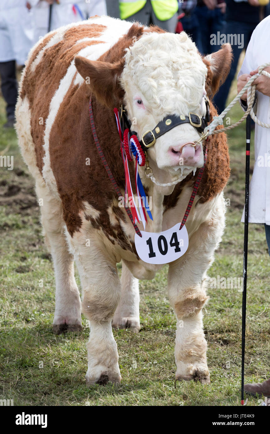 File:Open Show Grand Champion Simmental Bull (45141242651).jpg - Wikimedia  Commons