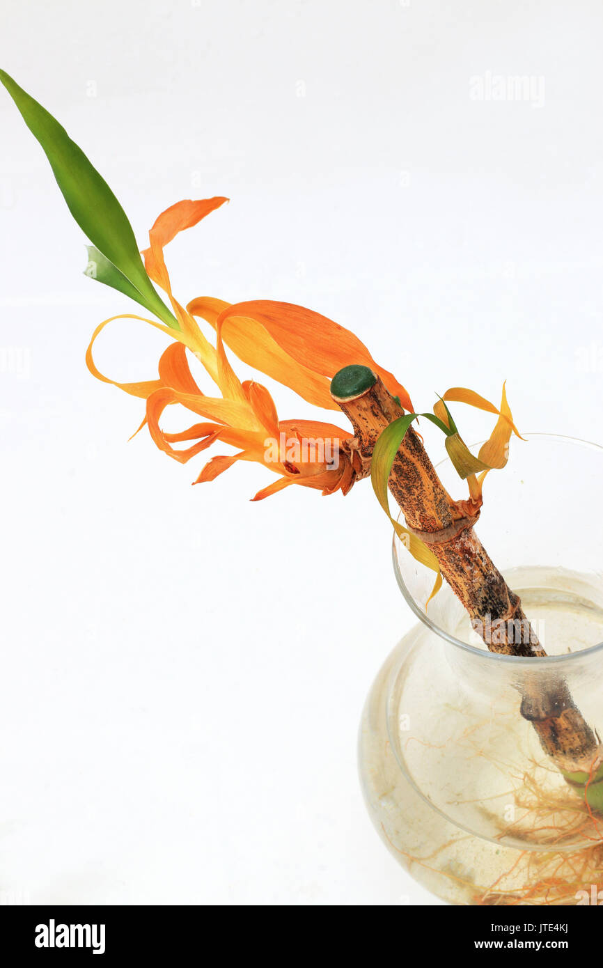 Dying Lucky bamboo or known as Dracaena braunii, Dracaena sanderiana solated against white background Stock Photo