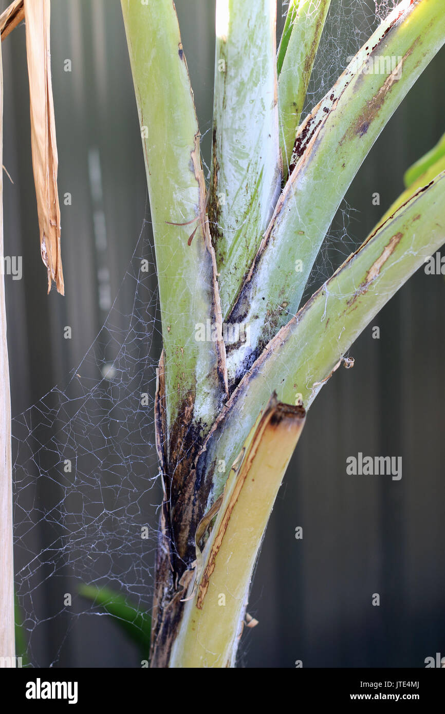 Banana tree trunk hires stock photography and images Alamy