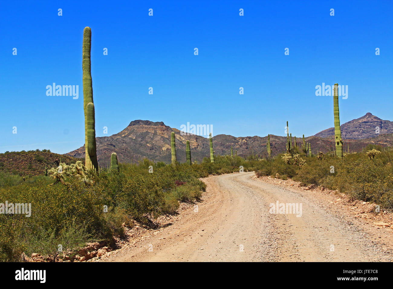 Blue sky copy space and winding road near Tillotson Peak in Organ Pipe Cactus National Monument in Ajo, Arizona, USA including a large assortment of d Stock Photo