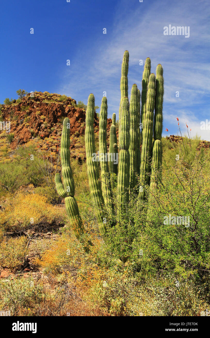 Large Organ Pipe cactus and blue sky copy space in Organ Pipe Cactus National Monument in Ajo, Arizona, USA including a large assortment of desert pla Stock Photo