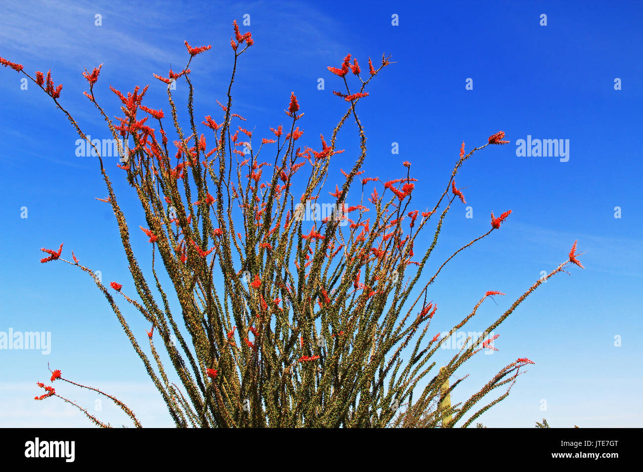 Large Ocotillo cactus with red blooms and blue sky copy space in Organ Pipe Cactus National Monument in Ajo, Arizona, USA which is a short drive west Stock Photo