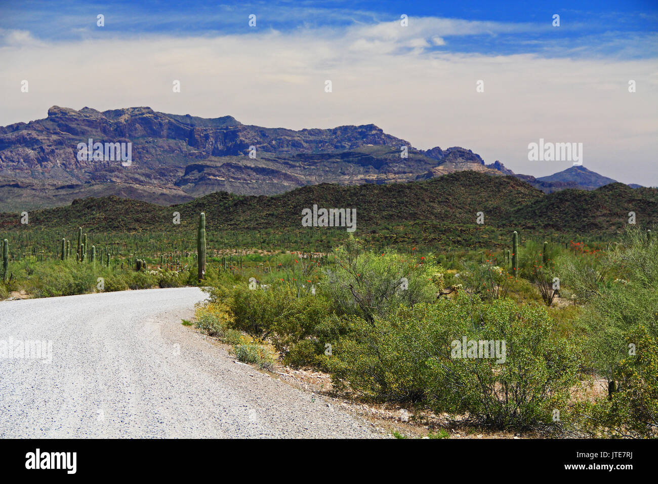 Blue sky copy space and winding road near Tillotson Peak in Organ Pipe Cactus National Monument in Ajo, Arizona, USA including assortment of desert pl Stock Photo