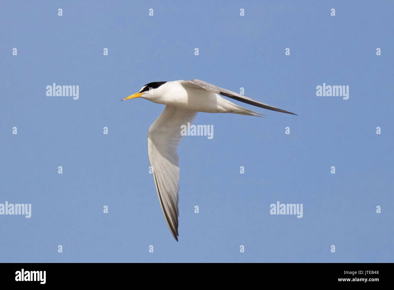 A least tern flying in a blue sky Stock Photo