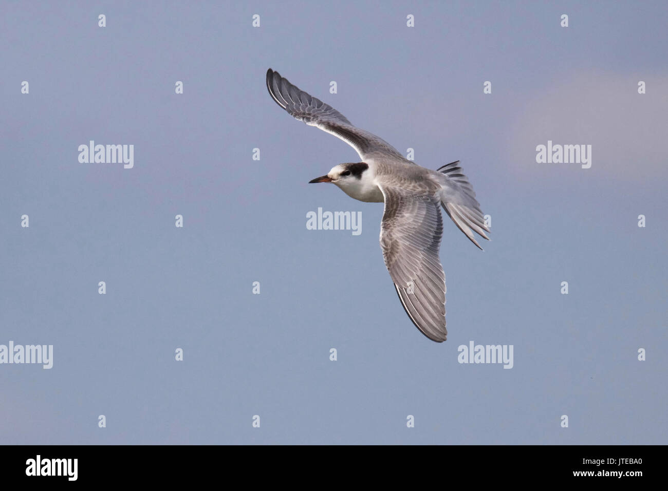 Juvenile common tern in flight Stock Photo - Alamy