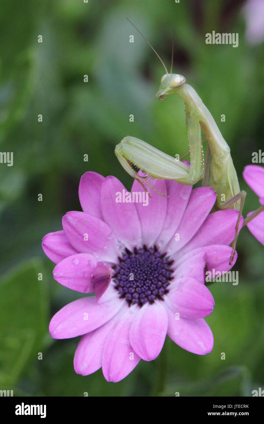 Praying Mantis on pink flower Stock Photo