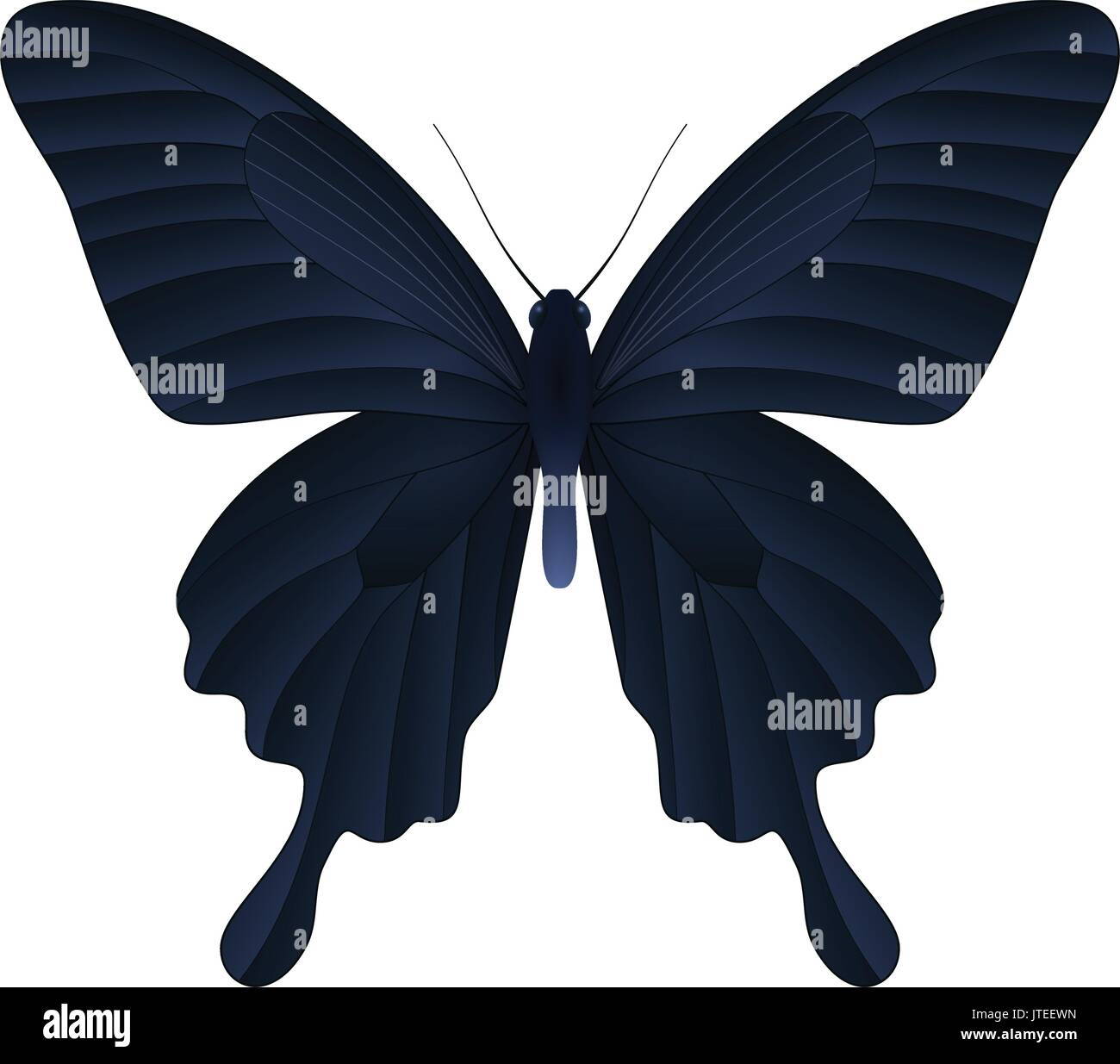 Beautiful butterfly isolated on a white background Stock Vector Image ...