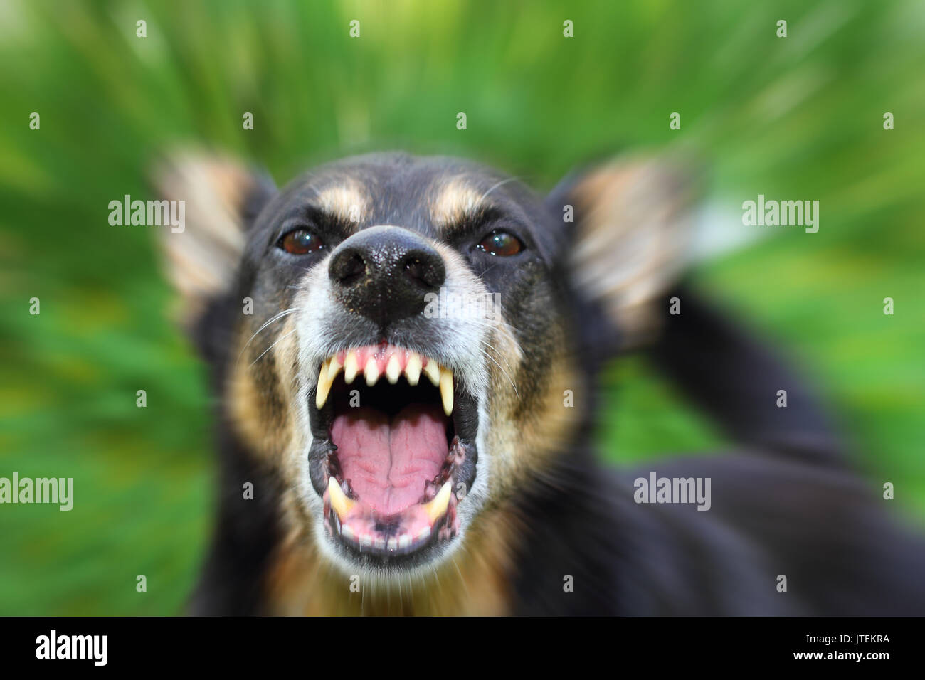 Barking enraged shepherd dog outdoors Stock Photo