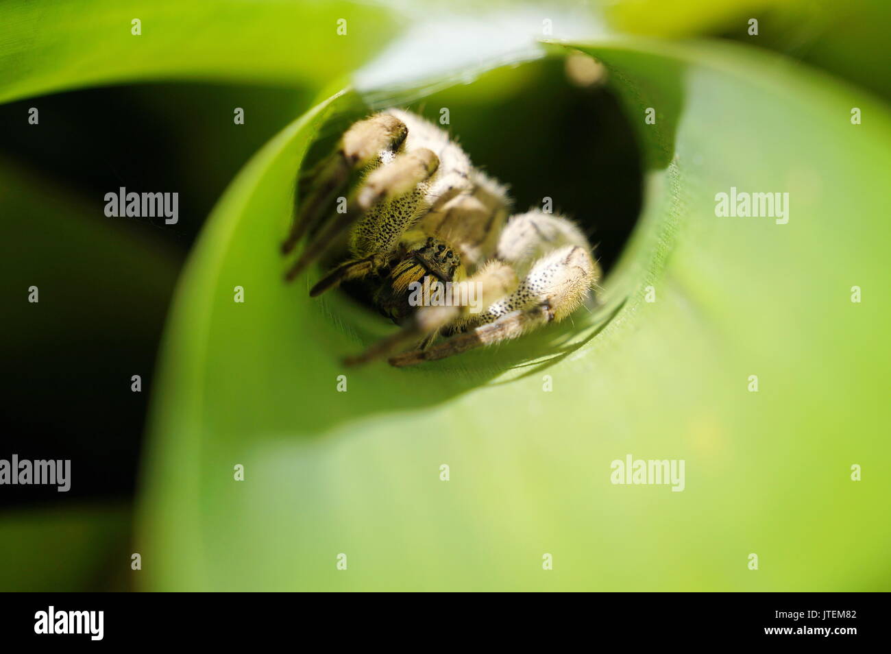 A wandering spider hidden in a leaf, Costa Rica, Central America Stock Photo