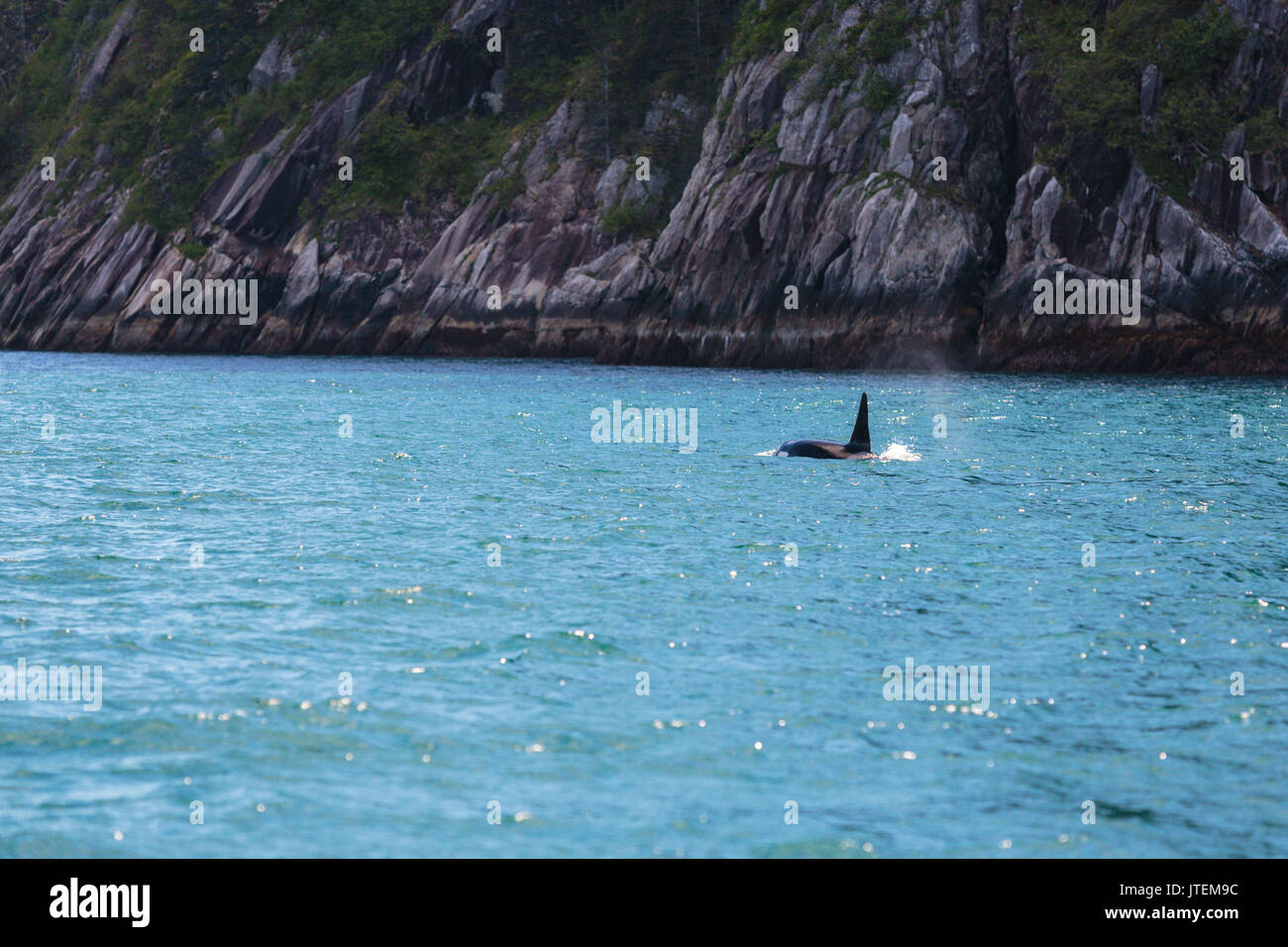 Orcas in the Resurrection Bay, Orcinus orca, Kenai Peninsula, Alaska, USA Stock Photo