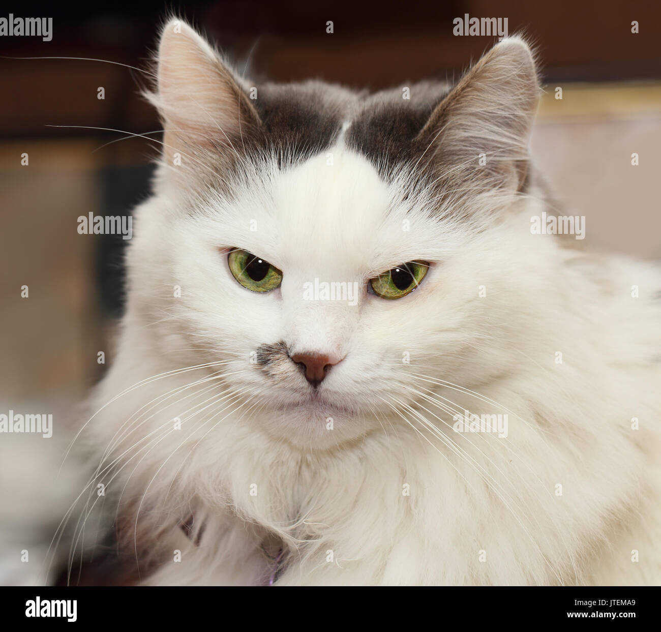 Portrait of white turkish angora cat Stock Photo