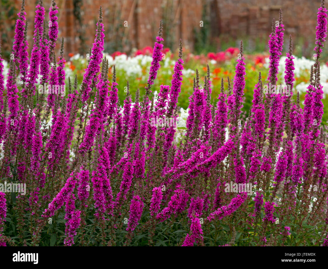 Lythrum virgatum 'Dropmore Purple' in garden border Stock Photo