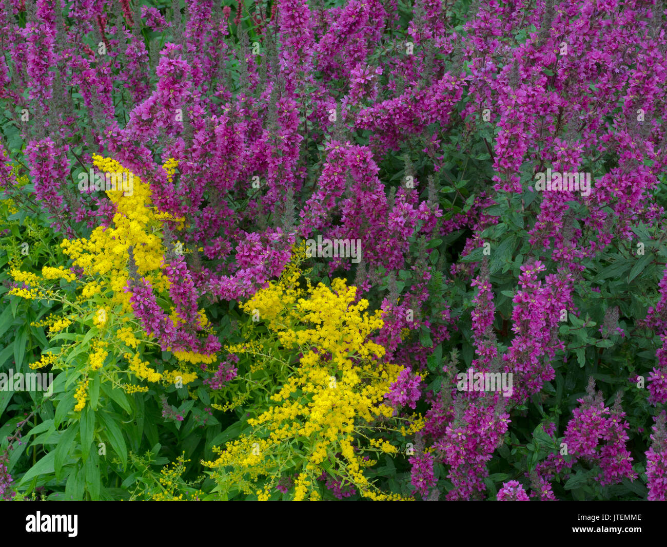 Lythrum virgatum 'Dropmore Purple' with Golden Rod in garden border Stock Photo