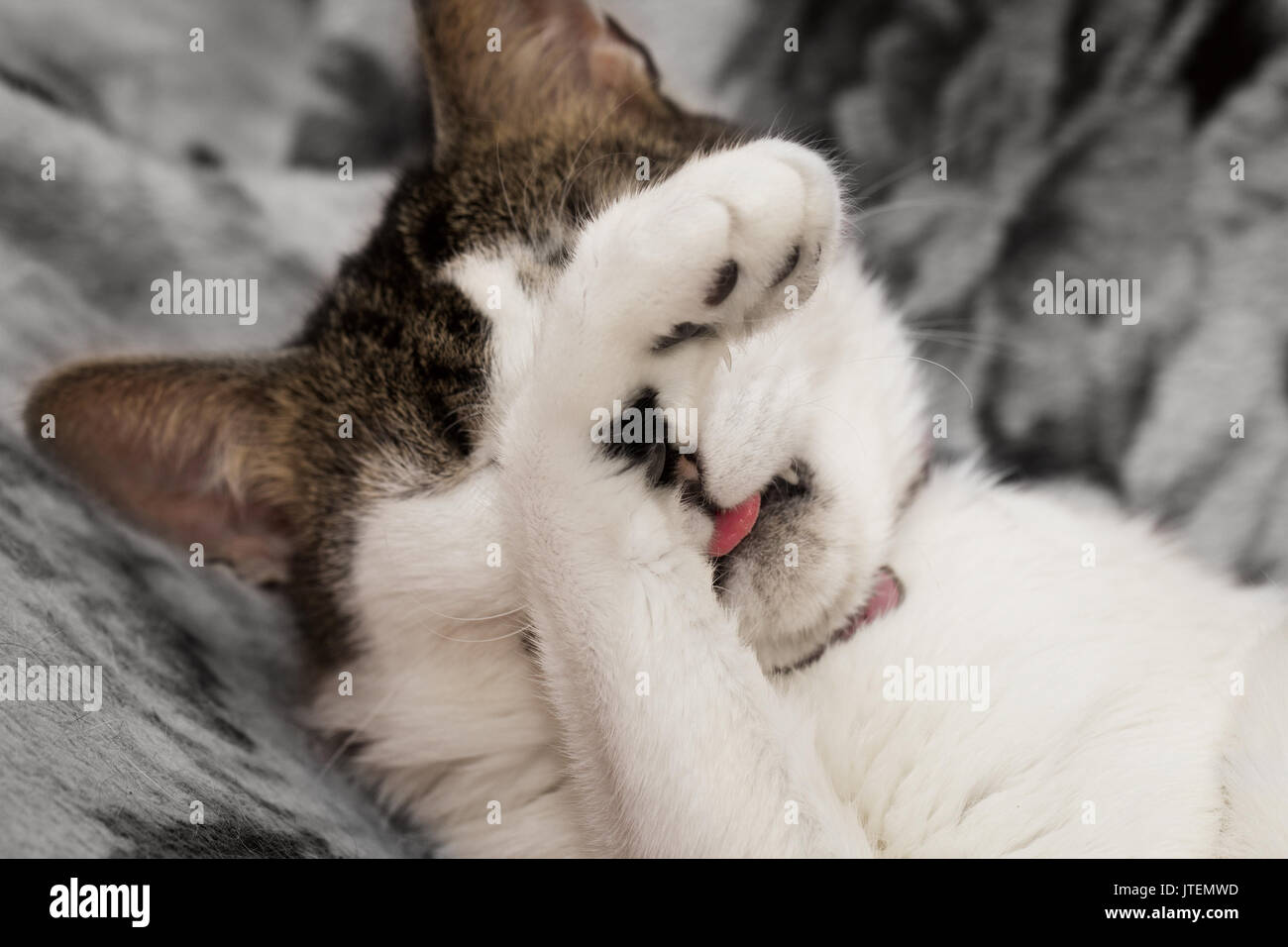 Animal covering eyes hires stock photography and images Alamy