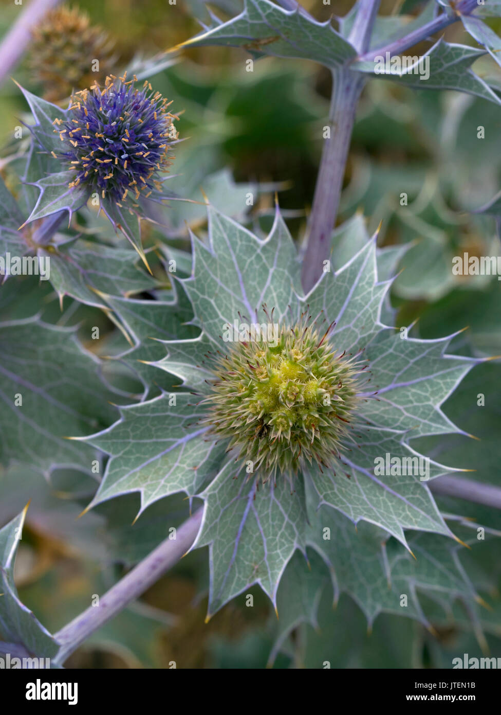 Sea Holly Eryngium maritimum growing in coastal dunes Stock Photo Alamy
