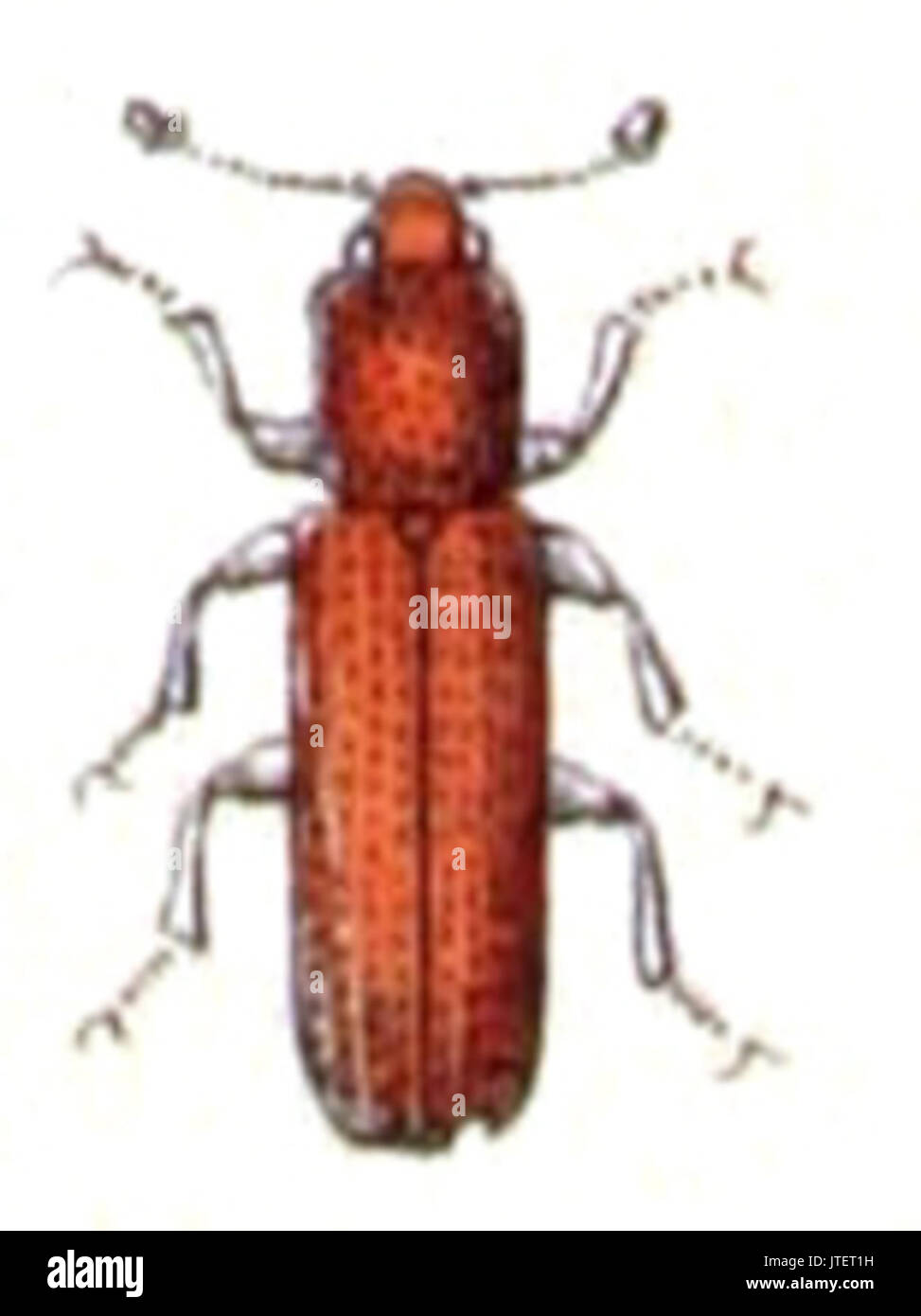 Oxylaemus.cylindricus. .calwer.14.33 Stock Photo