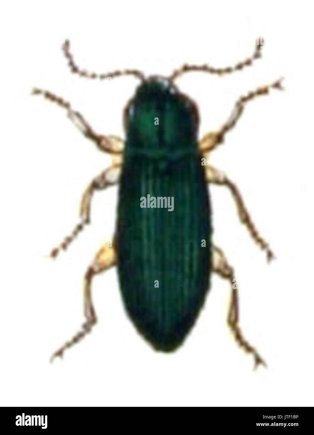 Selatosomus.nigricornis. .calwer.26.16 Stock Photo
