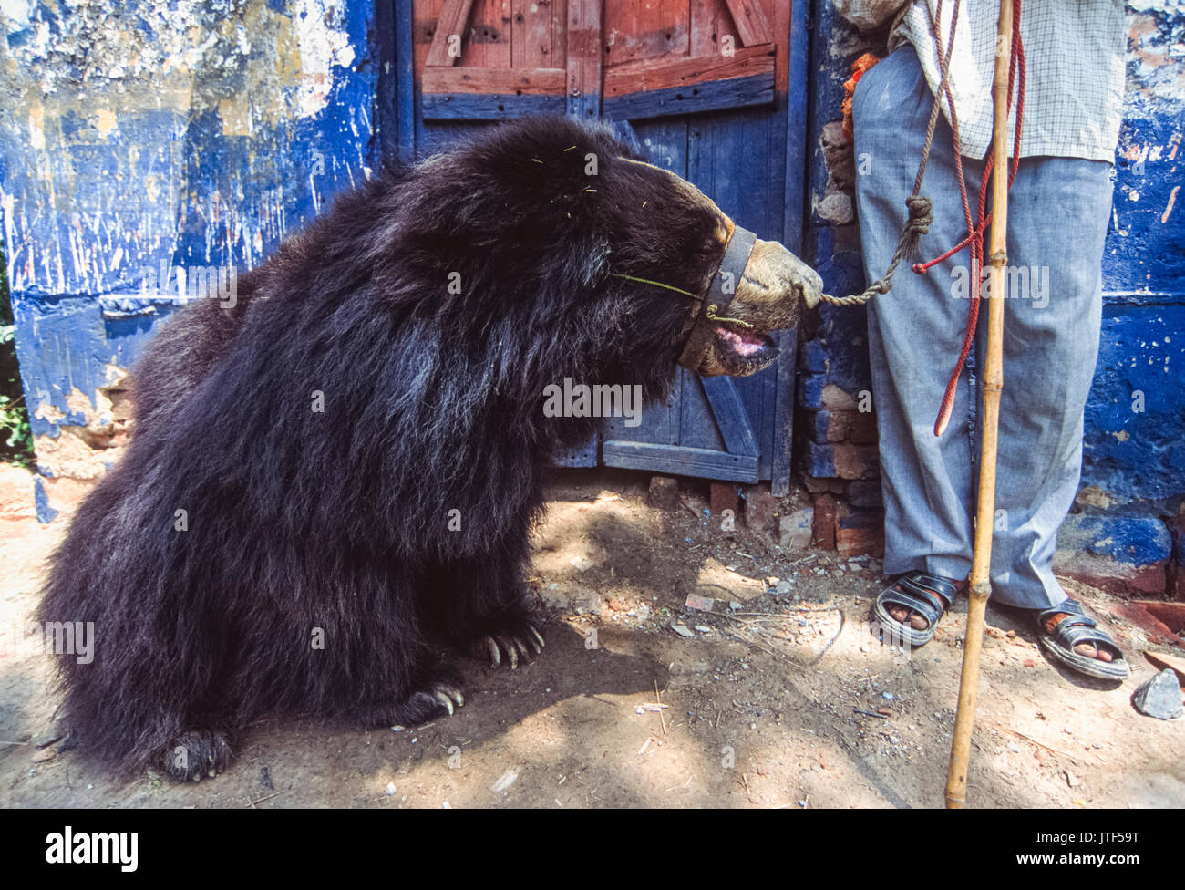 Sloth Bear, (Melursus ursinus), with trainer, captive as performing 'dancing bear', Rajasthan, India Stock Photo