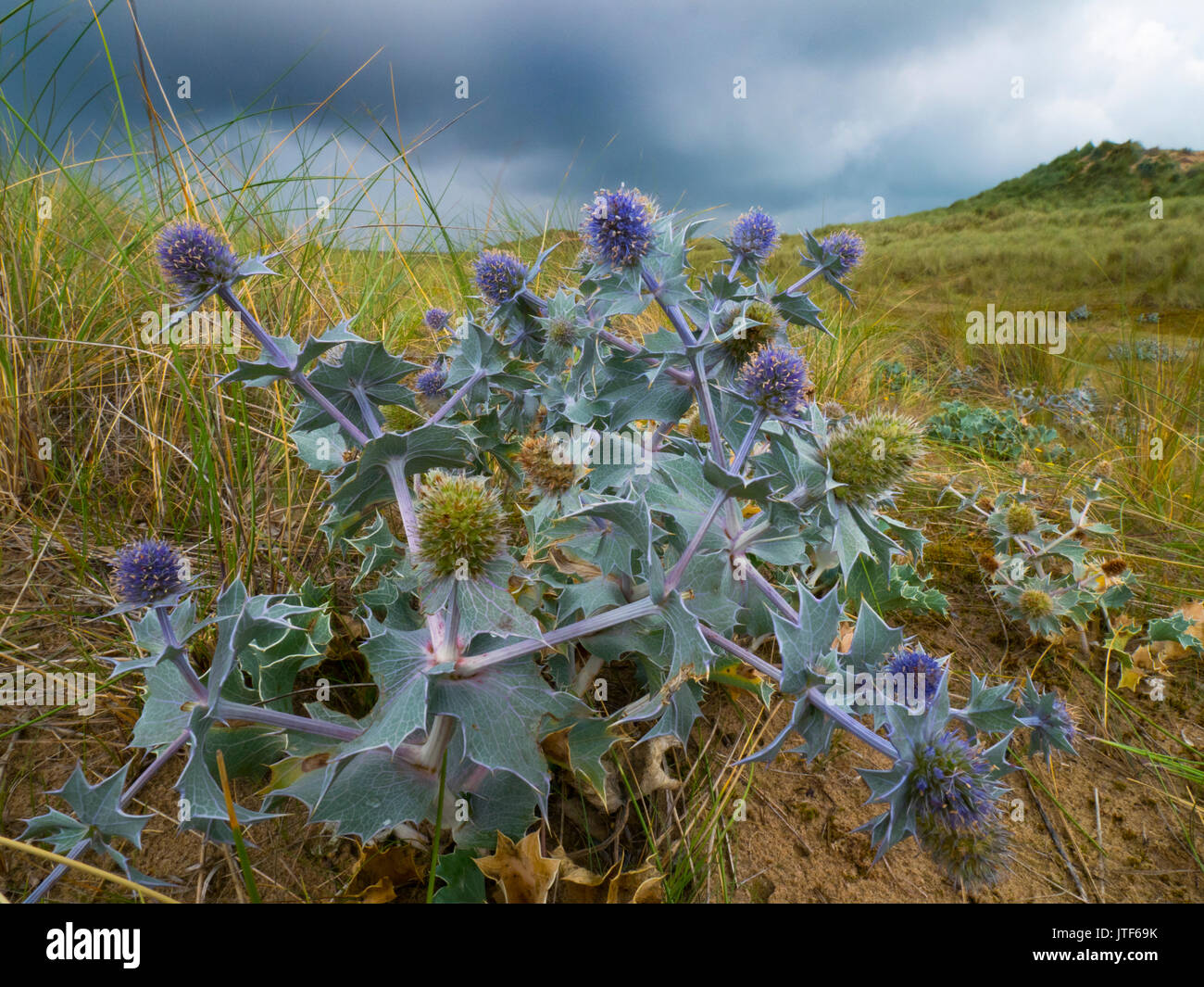 Sea Holly Eryngium maritimum growing in coastal dunes Stock Photo - Alamy