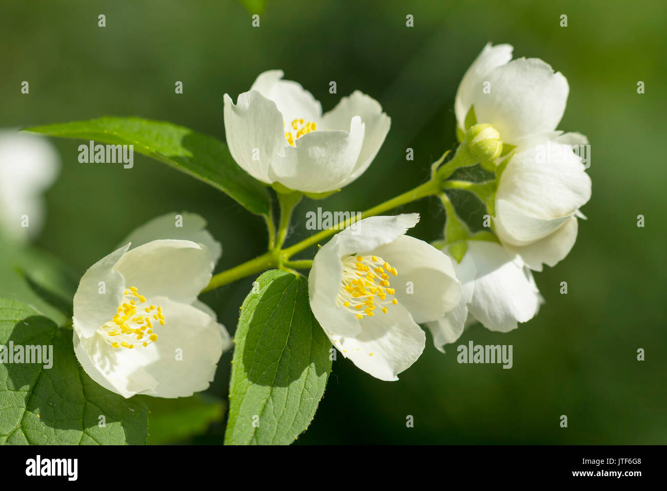 Mock orange tree flower blossoms in summer Stock Photo