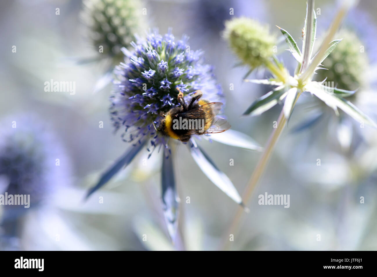 Bee on blue eryngium flower in sunlight Stock Photo