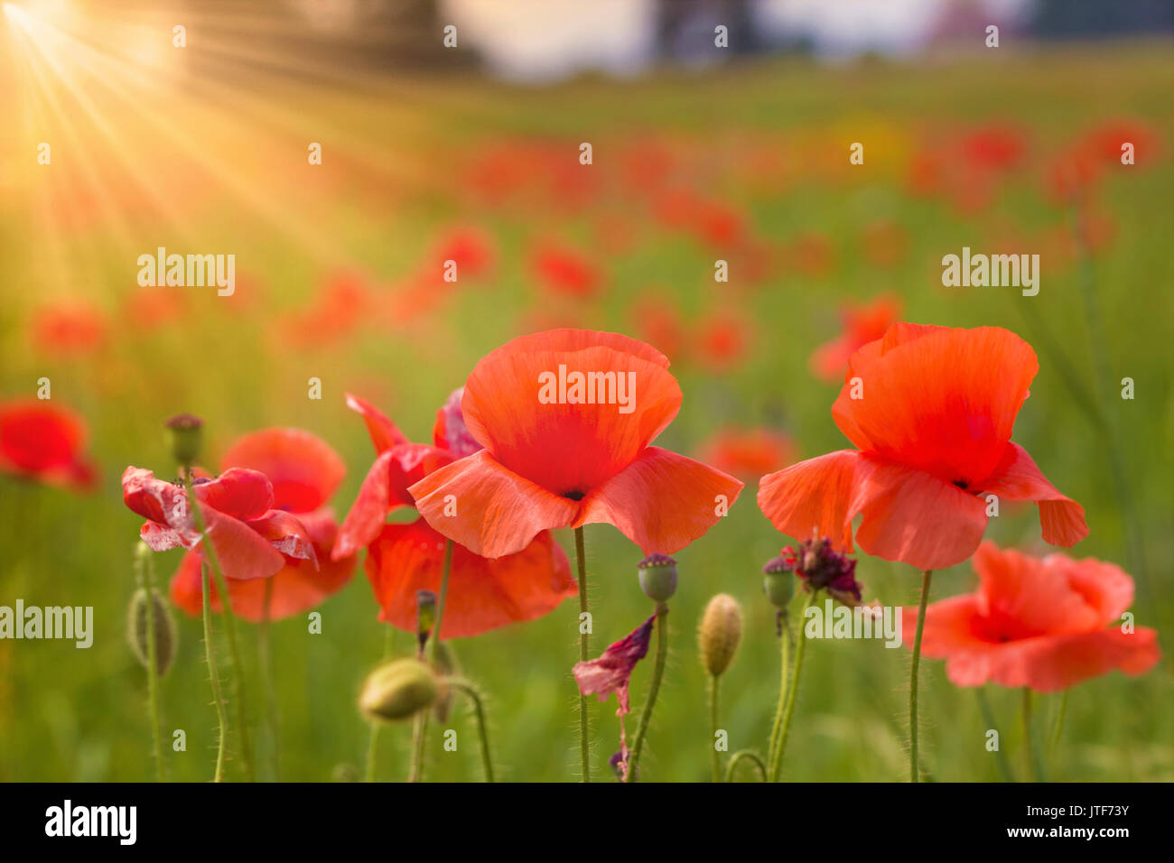 Flowers under the sun hi-res stock photography and images - Alamy