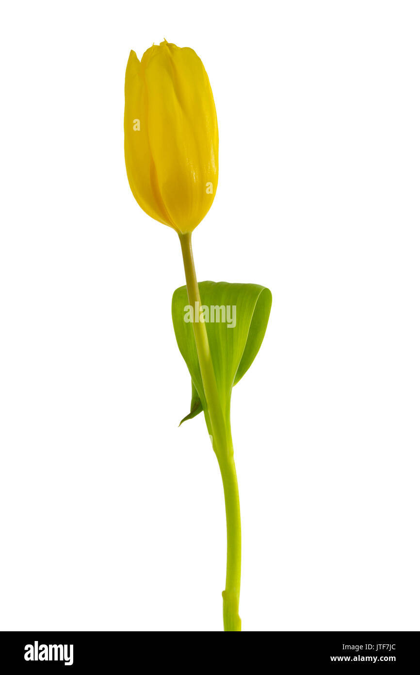 Yellow Tulip isolated on white background Stock Photo - Alamy