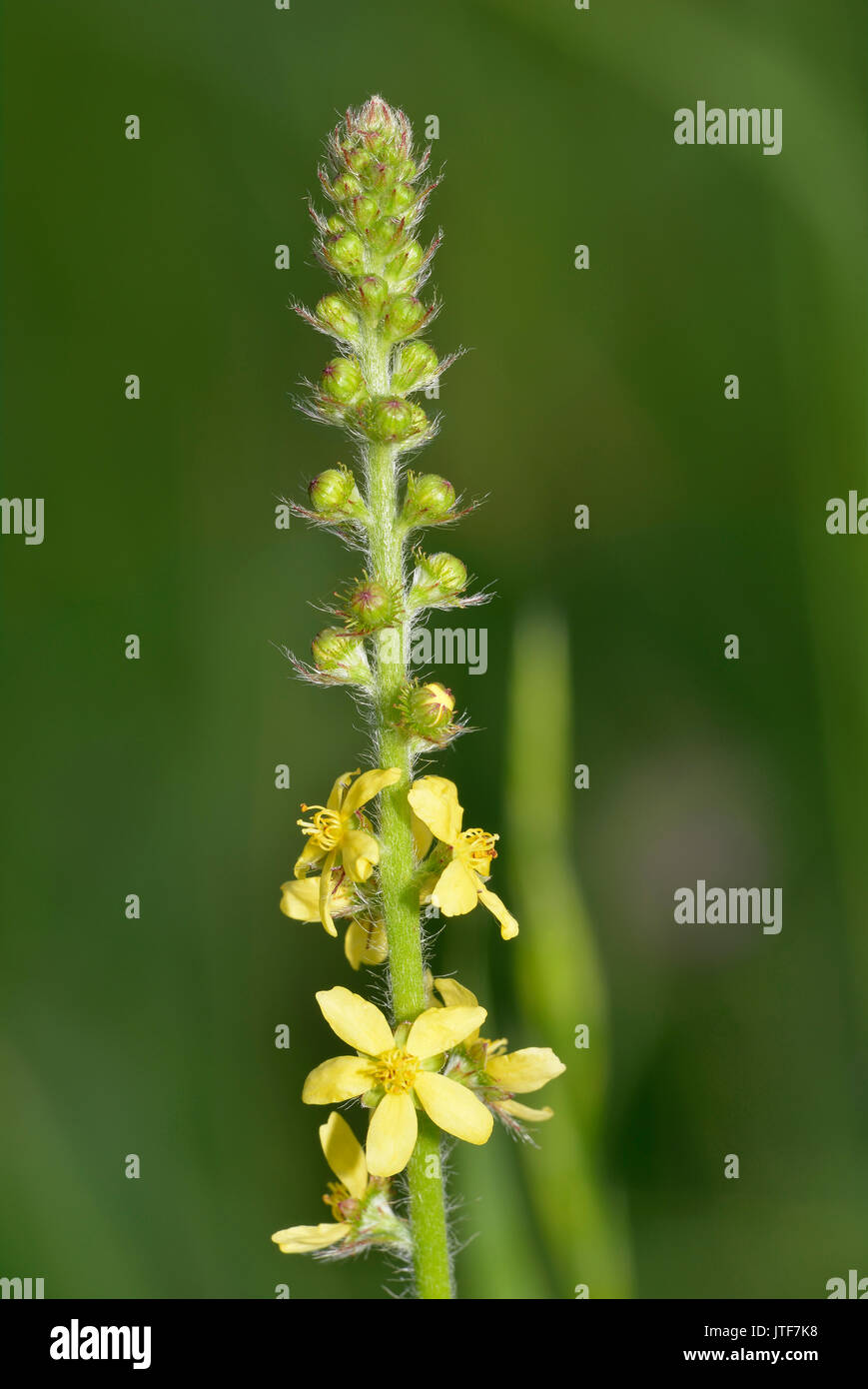Agrimony - Agrimonia eupatoria Yellow Grassland Flower Stock Photo