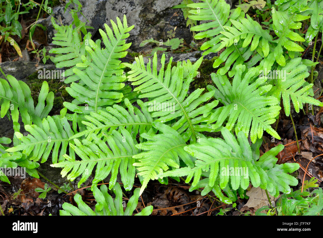 Southern Polypody Fern - Polypodium cambricum  Rare Fern from Western Britain Stock Photo