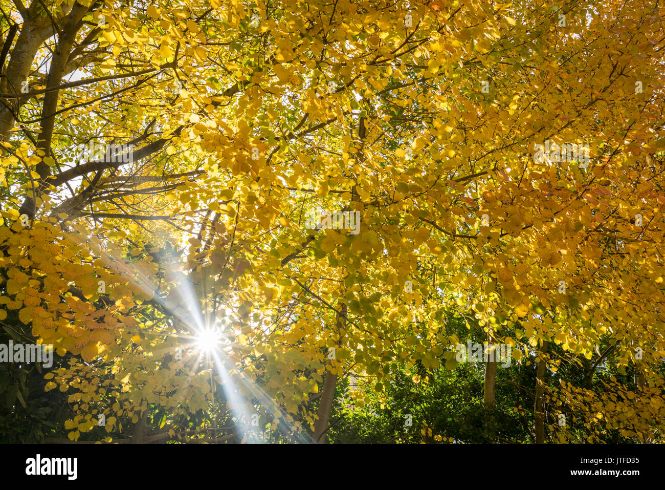 Golden Autumn leaves in Mount Macedon near Melbourne Victoria, Australia Stock Photo Alamy