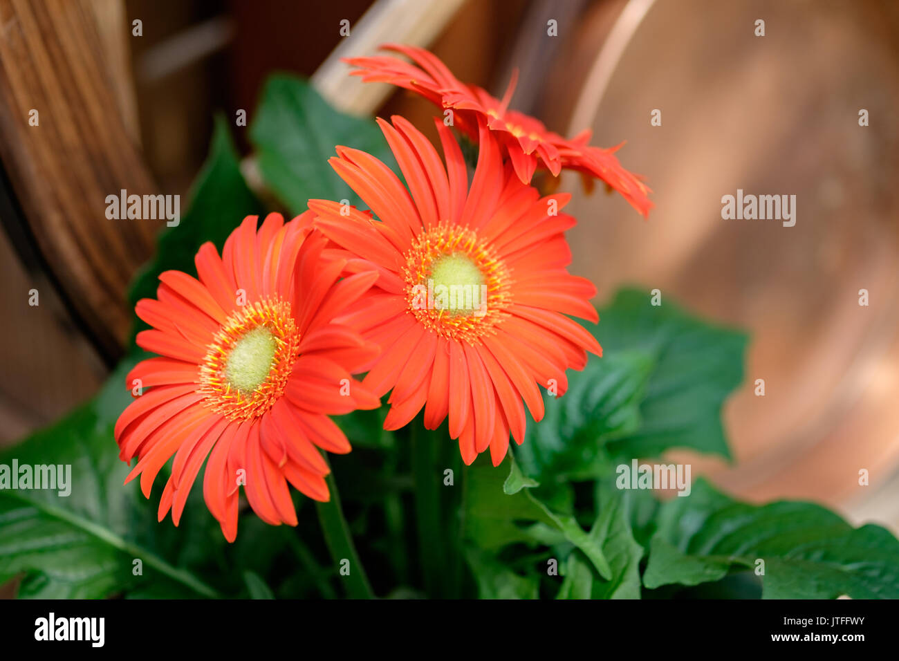 Red shasta daisies growing in a plant nursery setting. Stock Photo