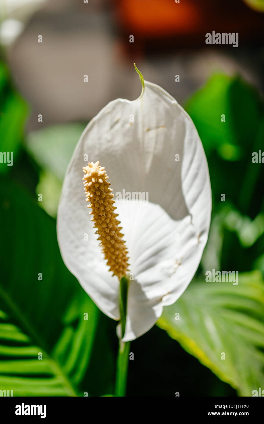 Single white peace lily,lilium, blossom on display in a plant nursery Stock  Photo - Alamy